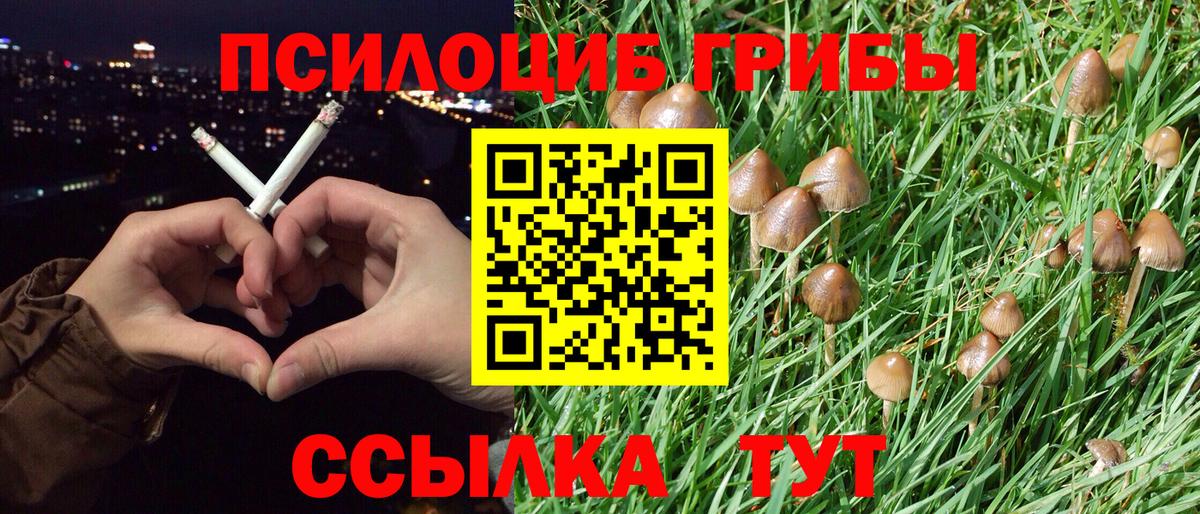 Галлюциногенные грибы Psilocybine cubensis Воскресенск